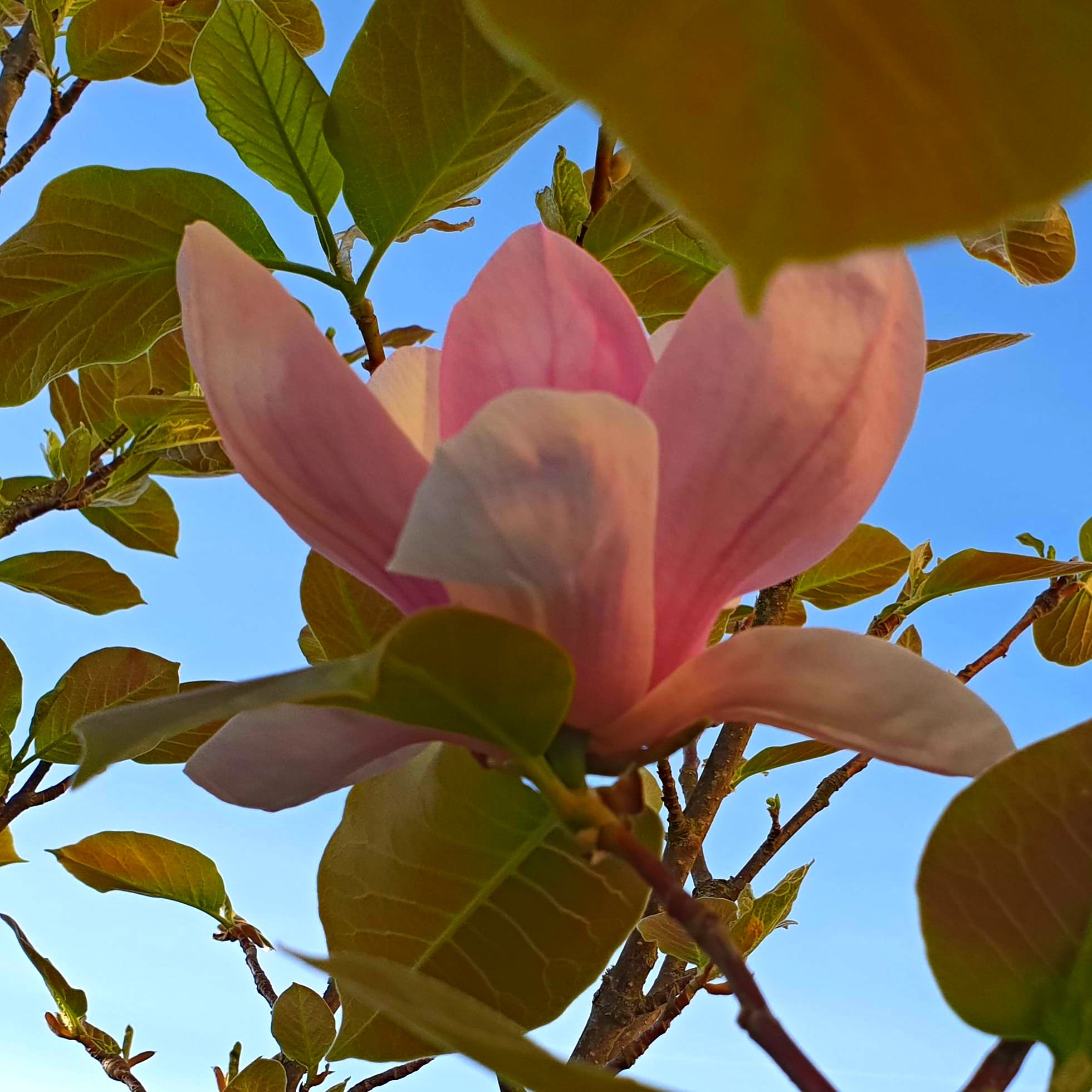 Magnolia